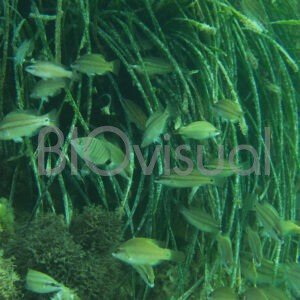 Posidonia Grosa